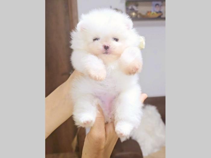 pomeranac boo beli besplatni mali oglasi