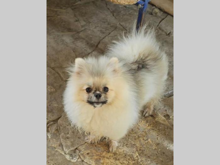 pomeranac boo beli besplatni mali oglasi
