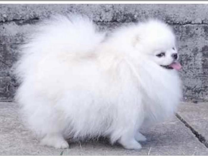 pomeranac boo beli besplatni mali oglasi