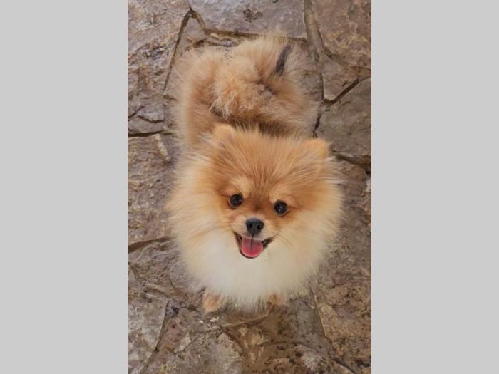 pomeranac boo beli besplatni mali oglasi