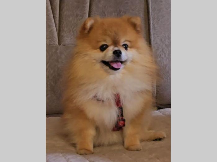 pomeranac boo beli besplatni mali oglasi