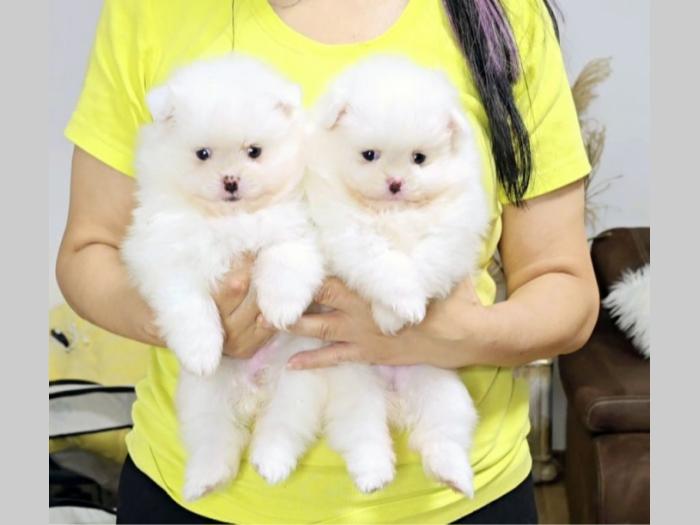 pomeranac boo beli besplatni mali oglasi