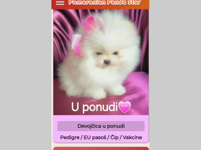 pomeranac boo beli besplatni mali oglasi