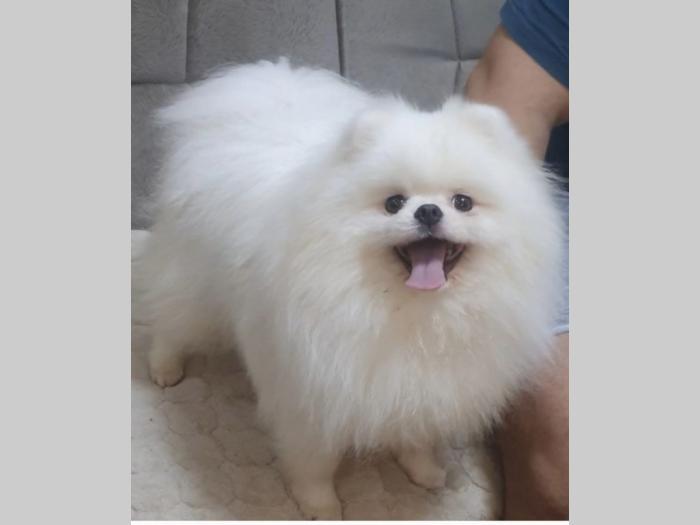 pomeranac boo beli besplatni mali oglasi