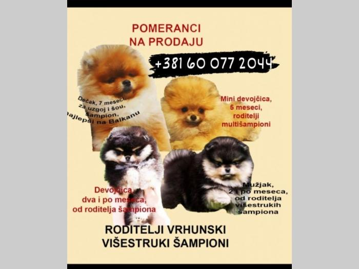 pomeranac boo beli besplatni mali oglasi