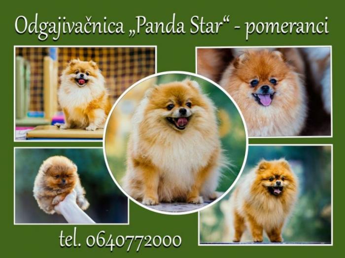 pomeranac boo beli besplatni mali oglasi
