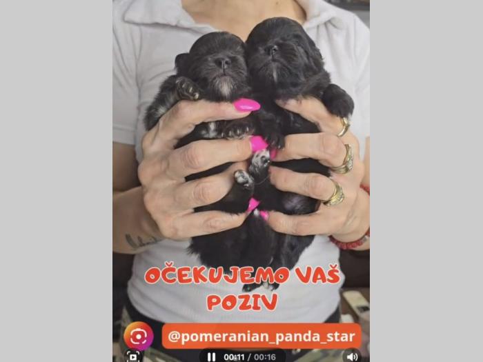 pomeranac boo beli besplatni mali oglasi