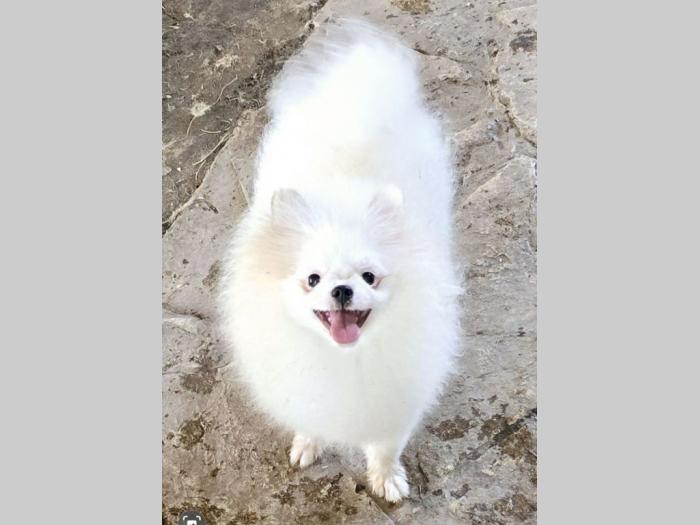 pomeranac boo beli besplatni mali oglasi
