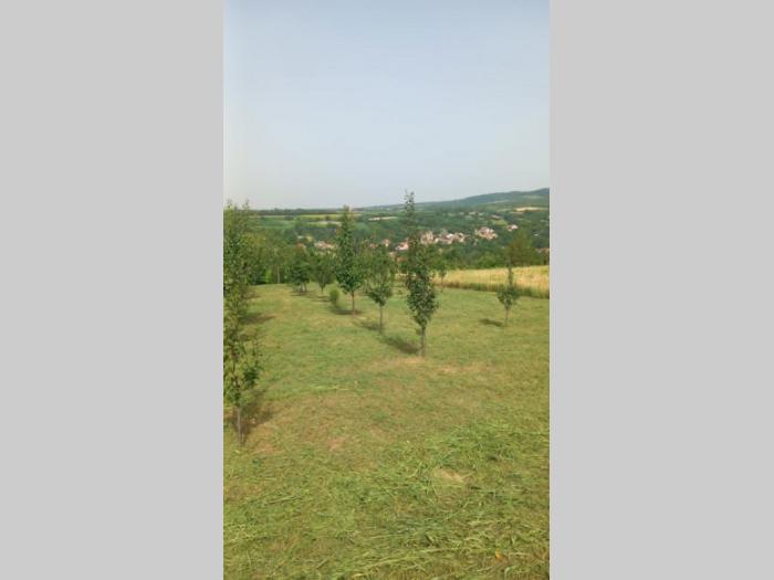 poljoprivredno zemljište, voćnjak 15 ari selo jazak besplatni mali oglasi