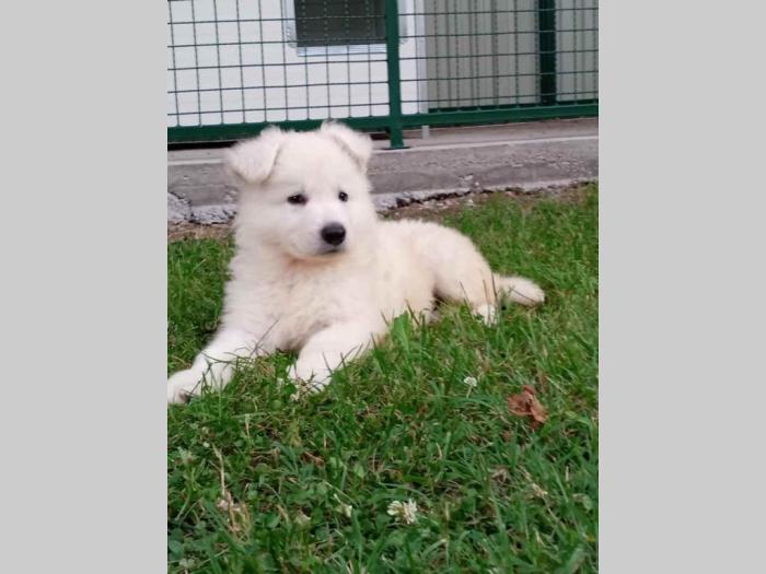 belog švajcarskog ovčara oba pola štenci besplatni mali oglasi