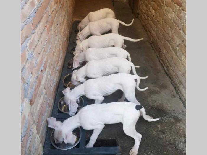 argentinski doberman štenci besplatni mali oglasi