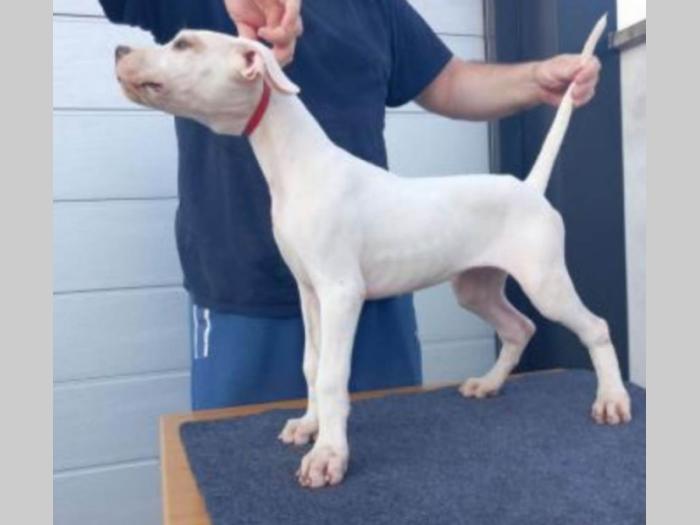 argentinski doberman štenci besplatni mali oglasi