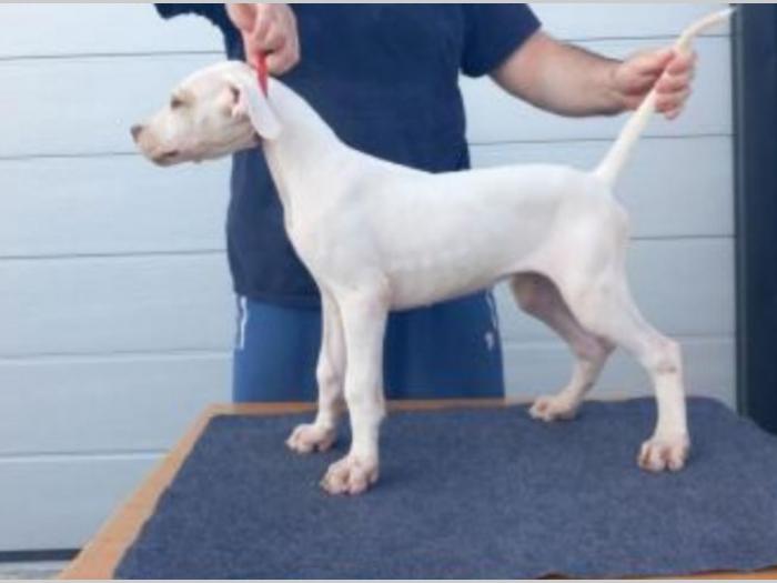 argentinski doberman štenci besplatni mali oglasi