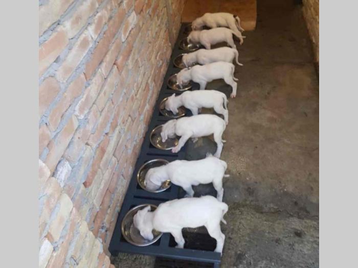 argentinski doberman štenci besplatni mali oglasi