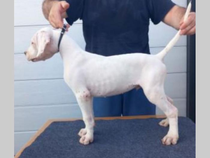 argentinski doberman štenci besplatni mali oglasi