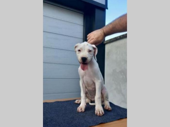 argentinski doberman štenci besplatni mali oglasi