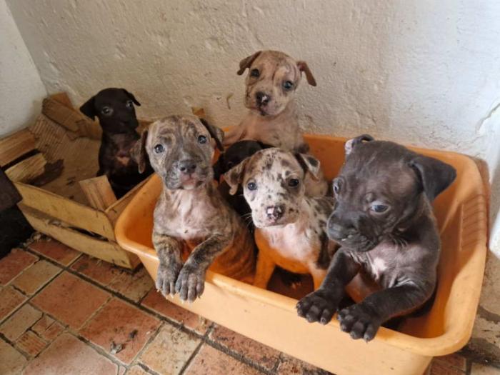 pit bul štenci besplatni mali oglasi