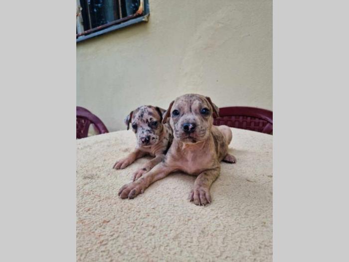 pit bul štenci besplatni mali oglasi