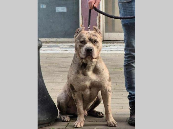 pit bul štenci besplatni mali oglasi