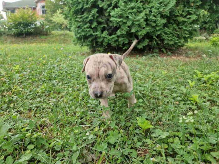 pit bul štenci besplatni mali oglasi