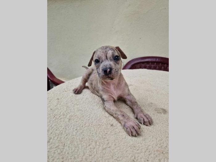 pit bul štenci besplatni mali oglasi