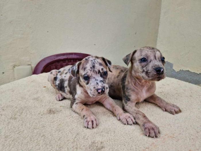 pit bul štenci besplatni mali oglasi