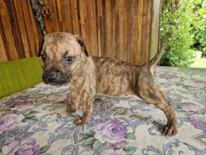 pit bul štenci besplatni mali oglasi