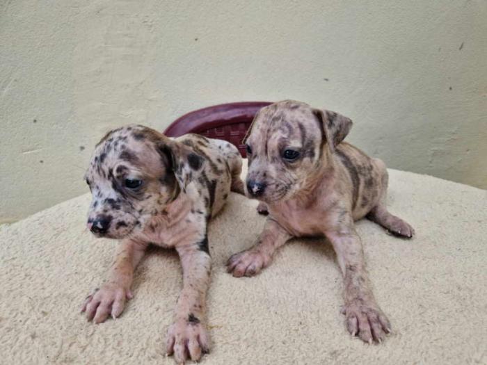 pit bul štenci besplatni mali oglasi