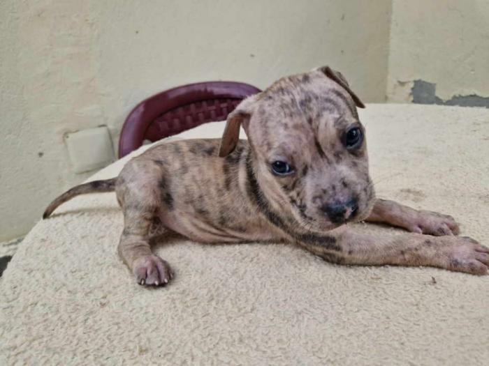 pit bul štenci besplatni mali oglasi