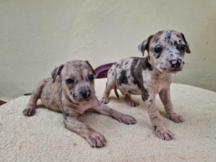 pit bul štenci besplatni mali oglasi