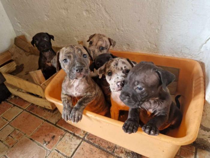 pit bul štenci besplatni mali oglasi