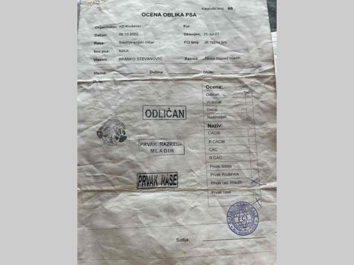 na prodaju štenci srednjeazijskog ovčara azijat besplatni mali oglasi