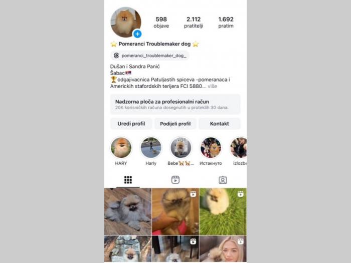 pomeranac mužjaci besplatni mali oglasi
