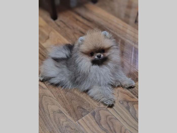 pomeranac mužjaci besplatni mali oglasi