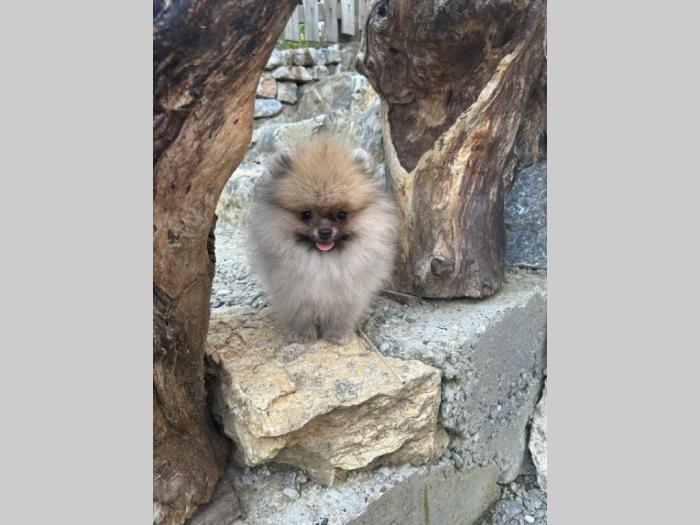 pomeranac mužjaci besplatni mali oglasi