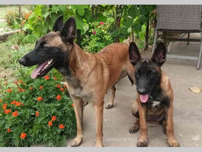 belgijski ovčar malinoa štenci muski besplatni mali oglasi