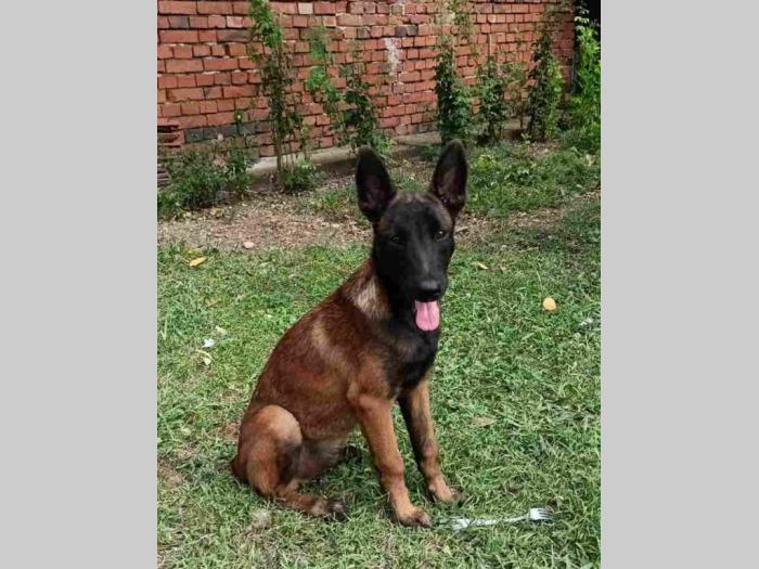 belgijski ovčar malinoa štenci muski besplatni mali oglasi