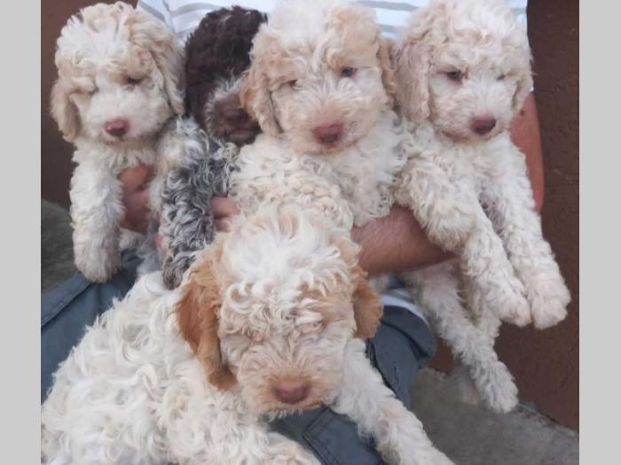 lagotto romagnolo štenci besplatni mali oglasi