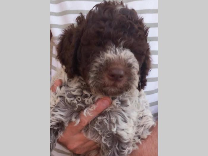 lagotto romagnolo štenci besplatni mali oglasi