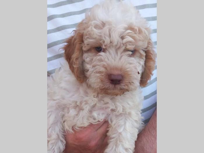 lagotto romagnolo štenci besplatni mali oglasi