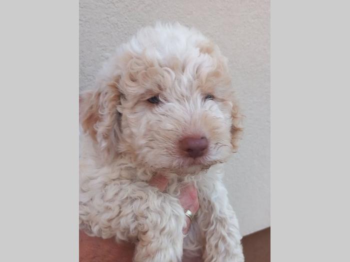 lagotto romagnolo štenci besplatni mali oglasi