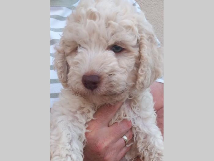 lagotto romagnolo štenci besplatni mali oglasi