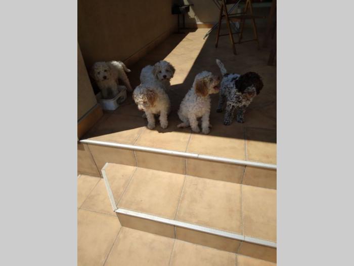 lagotto romagnolo štenci besplatni mali oglasi