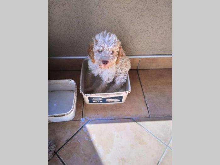 lagotto romagnolo štenci besplatni mali oglasi