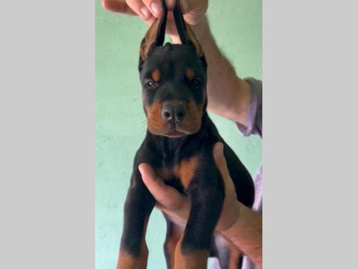 doberman prelepi štenci besplatni mali oglasi