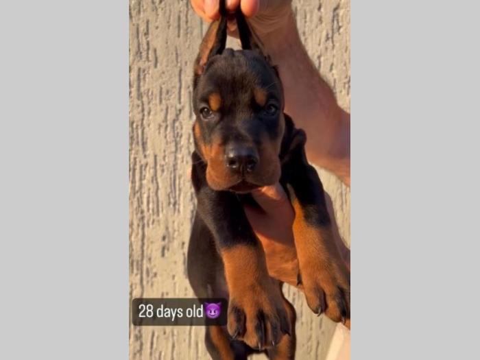 doberman prelepi štenci besplatni mali oglasi