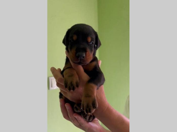doberman prelepi štenci besplatni mali oglasi