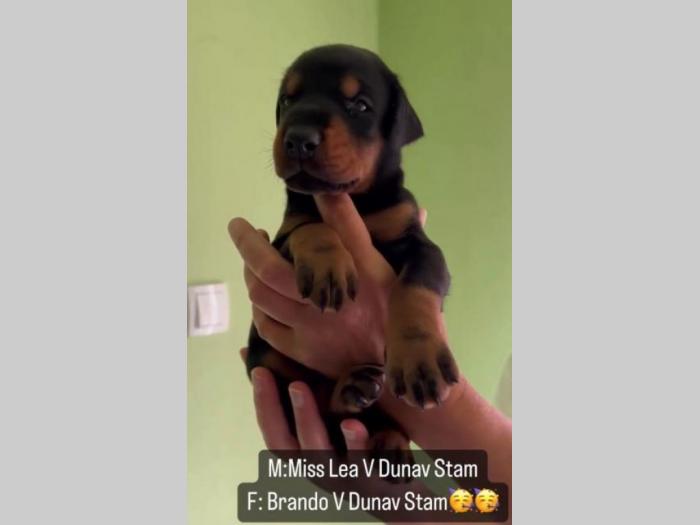 doberman prelepi štenci besplatni mali oglasi