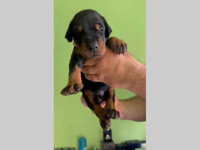 doberman prelepi štenci besplatni mali oglasi