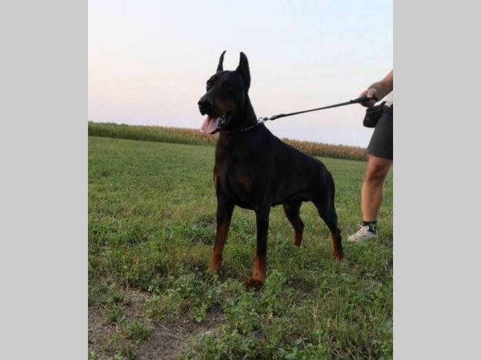 doberman prelepi štenci besplatni mali oglasi